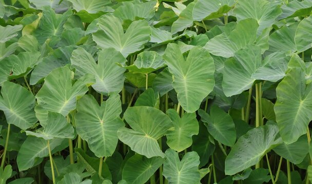 Wild taro plant thriving naturally among lush tropical green vegetation