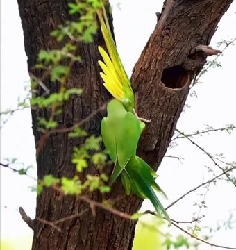 yellow billed hornbill
