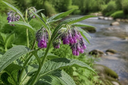 Purple comfrey flowers with fuzzy texture growing by a streamside.