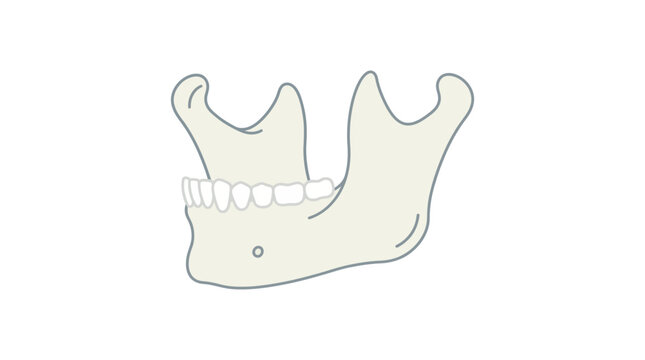 Human Mandible Bone Vector Illustration