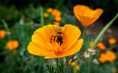 Honey bee collecting nectar from a vibrant orange California poppy flower © EJ