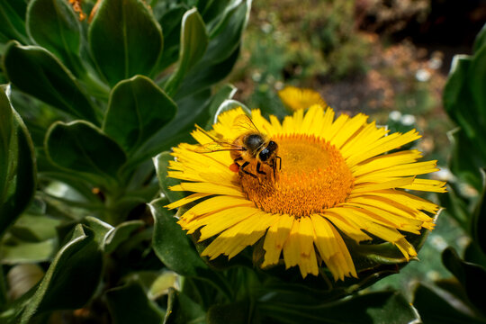 Honeybee collecting nectar from a vibrant yellow wildflower in bright sunlight