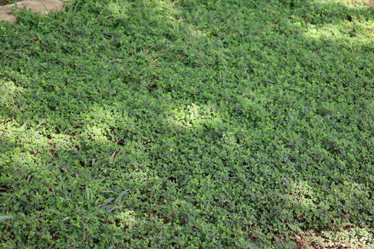 Grona triflora foliage, resilient tropical groundcover with trifoliate leaves for forage and erosion