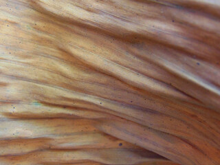 Obraz premium Banana leaf texture background