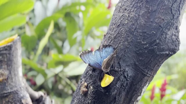 Close up view of a wild Blue Morpho butterfly feeding in the Peruvian Amazon rainforest. Exotic tropical insect and flora biodiversity.