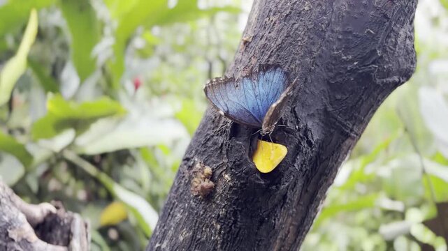 Close up view of a wild Blue Morpho butterfly feeding in the Peruvian Amazon rainforest. Exotic tropical insect and flora biodiversity.