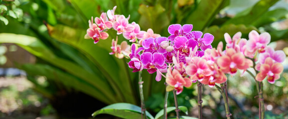 Fototapeta premium Pink and magenta Phalaenopsis orchids blooming in a lush tropical garden
