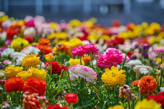 Colorful ranunculus flowers blooming in a vibrant spring garden