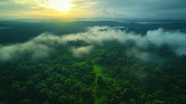 Aerial View of Tropical Rainforest at Sunrise with Mist and Rolling Hills