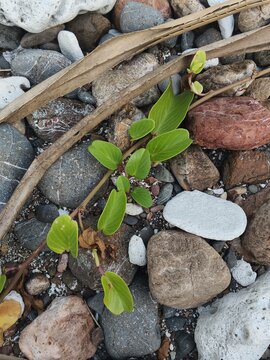 resilient beach vine with vibrant green, heart-shaped leaves sprawls naturally across a rocky shoreline. The plant winds between smooth pebbles, coral fragments, and weathered driftwood, showcasing it