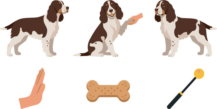 Cocker Spaniel Dog Training Vector Collection with Shake Hands Command Bone Treat and Target Stick Elements for Pet Behavior Graphic Designs