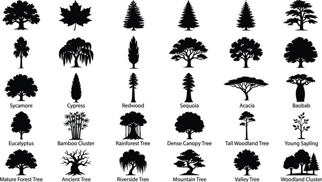 Different types of trees with names featuring sycamore cypress redwood sequoia acacia and baobab