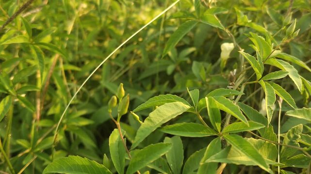 Close up view of green leaves with fresh rain water droplets in nature
