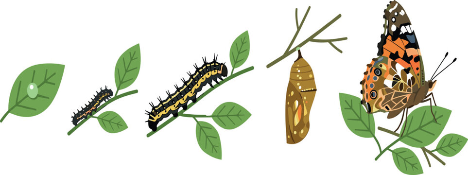 Painted Lady Butterfly Life Cycle Vector Diagram Showing Egg Leaf Caterpillar Larva Chrysalis Pupa and Adult Insect Transformation Stages for Biology Education Designs