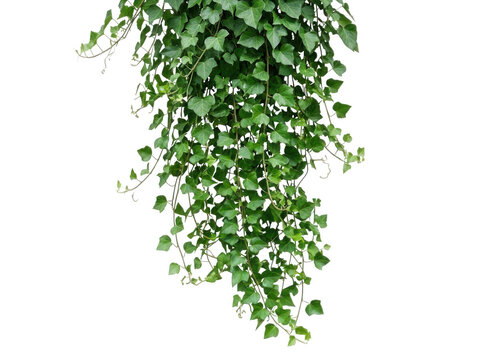 Lush hanging ivy plant isolated on a professional transparent background