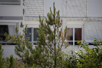 Obraz premium Young pine tree growing beside residential apartment building