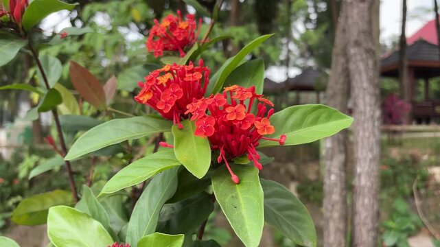 Vibrant red Ixora flowers with green leaves bloom in a garden
