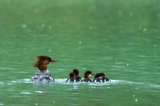 Common Merganser, Mergus merganser, brood along Tatshenshini river of Canada