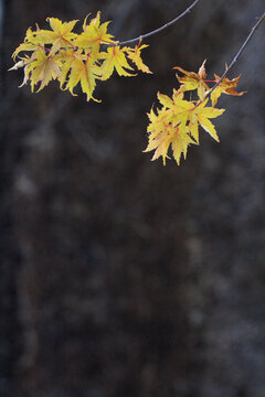Yellow maple leaves with blurry and noisy winter background. Located at Shirakawa-Go, Gifu Prefecture, Japan.