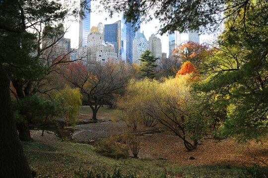 Autumn pastoral in Central Park, New York City