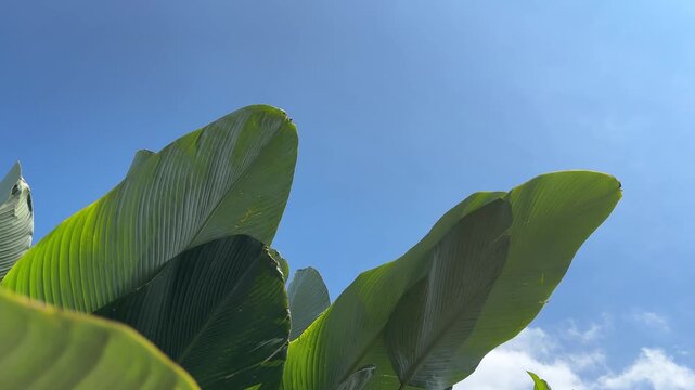 Lush green leaves against a clear blue sky