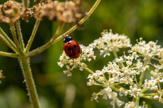 ladybug on a flower