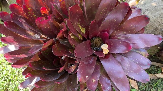 Closeup of a bromeliad plant with red and purple leaves speckled with yellow