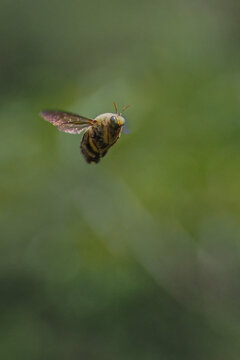 Golden Male Carpenter Bee Xylocopa Sonorina Hovering in Flight