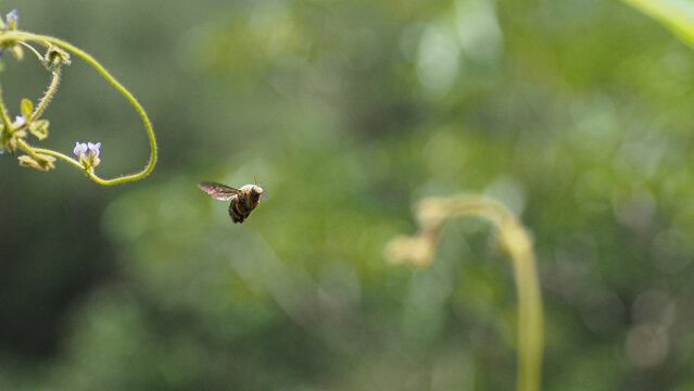Golden Male Carpenter Bee Xylocopa Sonorina Hovering in Flight