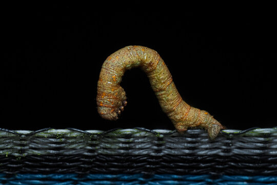 Geometric looper caterpillar crawling on a surface macro shot
