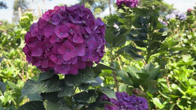 A vibrant cluster of dark pink hydrangeas hangs amidst green foliage