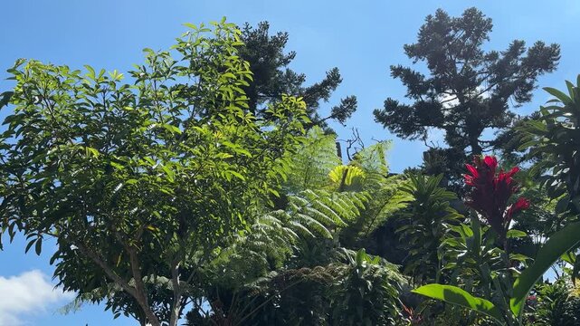 Hanging red ginger flower and lush green foliage against blue sky