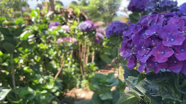 Purple hydrangeas and lush green foliage in a garden