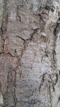 4K close up footage of detailed wood texture and rough bark surface of sugar apple tree trunk. Natural wood grain, organic pattern, tree bark detail. Perfect for background, 3D mapping, and nature.