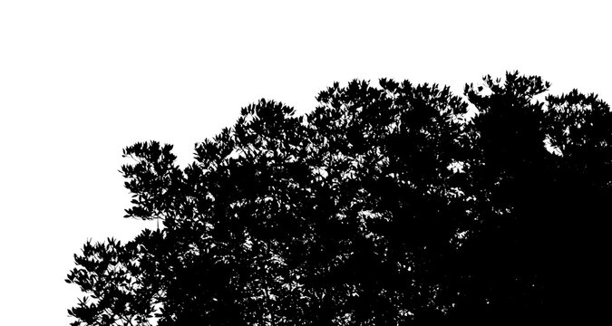 Tree silhouette foliage branch dark canopy isolated on transparent background