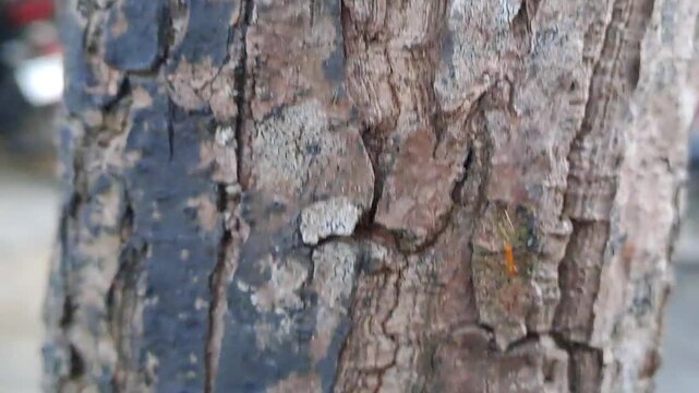 4K close up footage of detailed wood texture and rough bark surface of sugar apple tree trunk. Natural wood grain, organic pattern, tree bark detail. Perfect for background, 3D mapping, and nature.