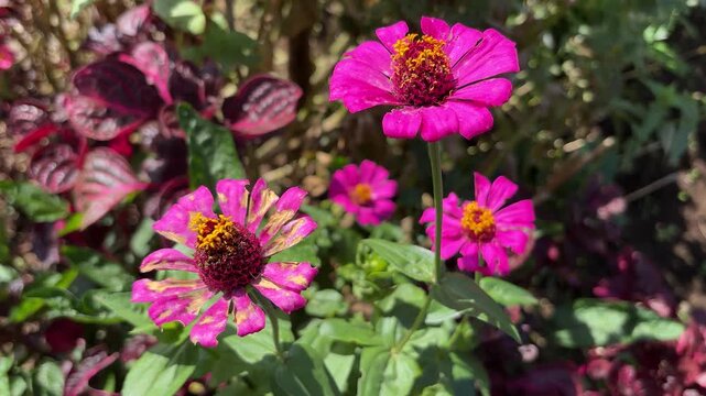 Vibrant pink zinnia flowers bloom with yellow centers against green foliage