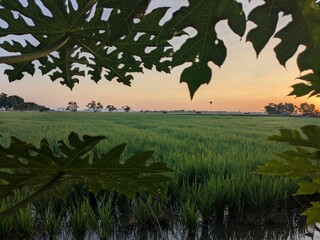 Fototapeta premium view of rice plants in the morning with orange clouds in the morning before sunrise