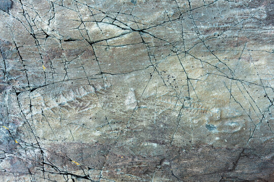 Detailed look at fossils in Mistaken Point, UNESCO World Heritage Site in Newfoundland, the oldest multicellular and complex deep-water marine fossils on Earth