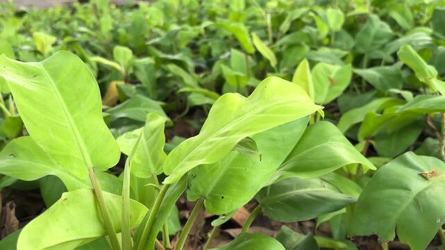 Closeup of lush bright green philodendron leaves in a garden