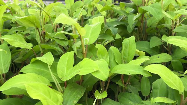 Lush green philodendron plants with visible stems and leaves