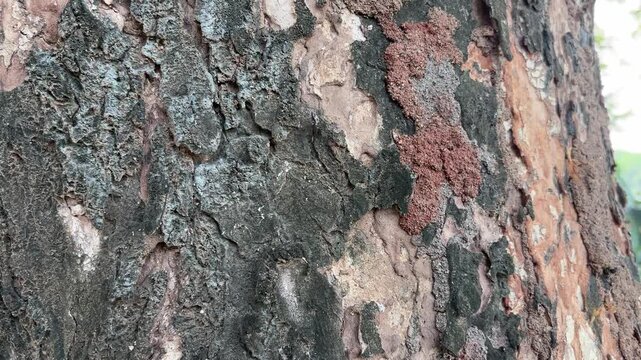 Tree bark closeup