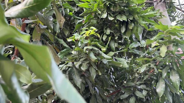 Lush green mango tree canopy with dappled sunlight filtering through leaves