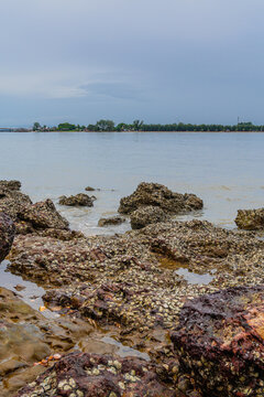 A rocky shore meets a calm sea under a cloudy sky. In the foreground, with barnacles and other marine life.