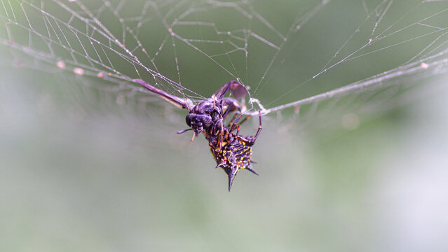 Spiny Orb Weaver Spider Eating Fly Insect Macro Close Up