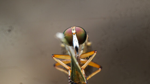 Detailed close up of Ommatius robber fly head with mystax whiskers