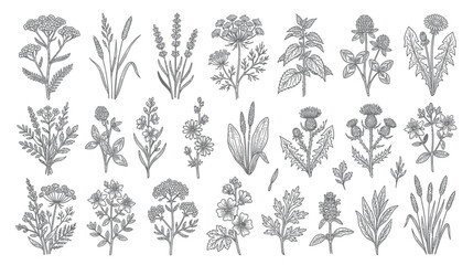 Fototapeta premium Vintage Botanical Illustrations of Wild Herbs and Flowers