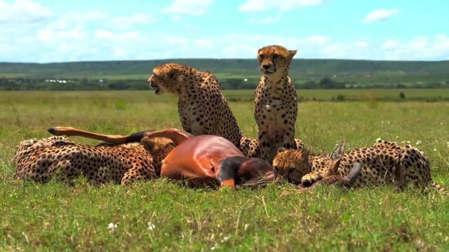 Coalition of cheetahs resting around impala prey in open savanna
