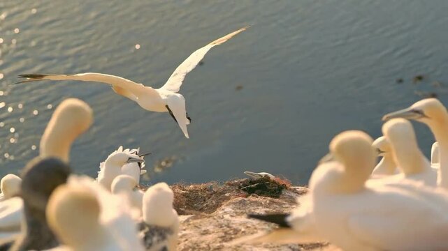 Northern gannet spreading wings and taking off from cliff over ocean