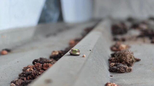 Low angle slow motion view of chewed fruit seeds and leftovers dropped by fruit bats lying scattered along a metal corrugated roof.
